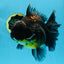 A Grade CHONKY Kirin Oranda Female 6.5 inches #072525OR_20
