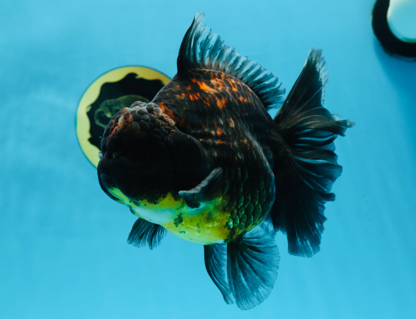 A Grade CHONKY Kirin Oranda Female 6.5 inches #072525OR_20