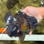 GODZILLA AAA Grade Black Oranda Male 6.5-7 inches #101626OR_18