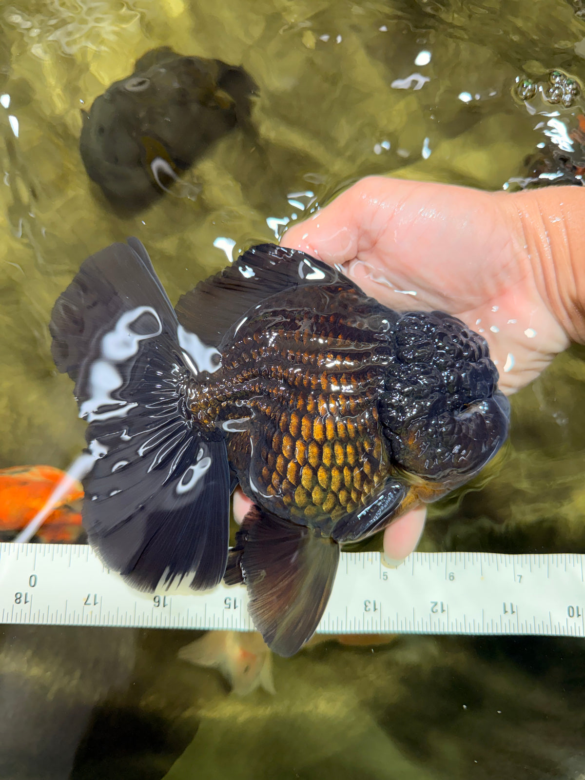 GODZILLA AAA Grade Black Oranda Male 6.5-7 inches #101626OR_18