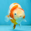 AAA Grade Special Red White Kohaku Chinese Ranchu Male 5 inches #101025RC_20