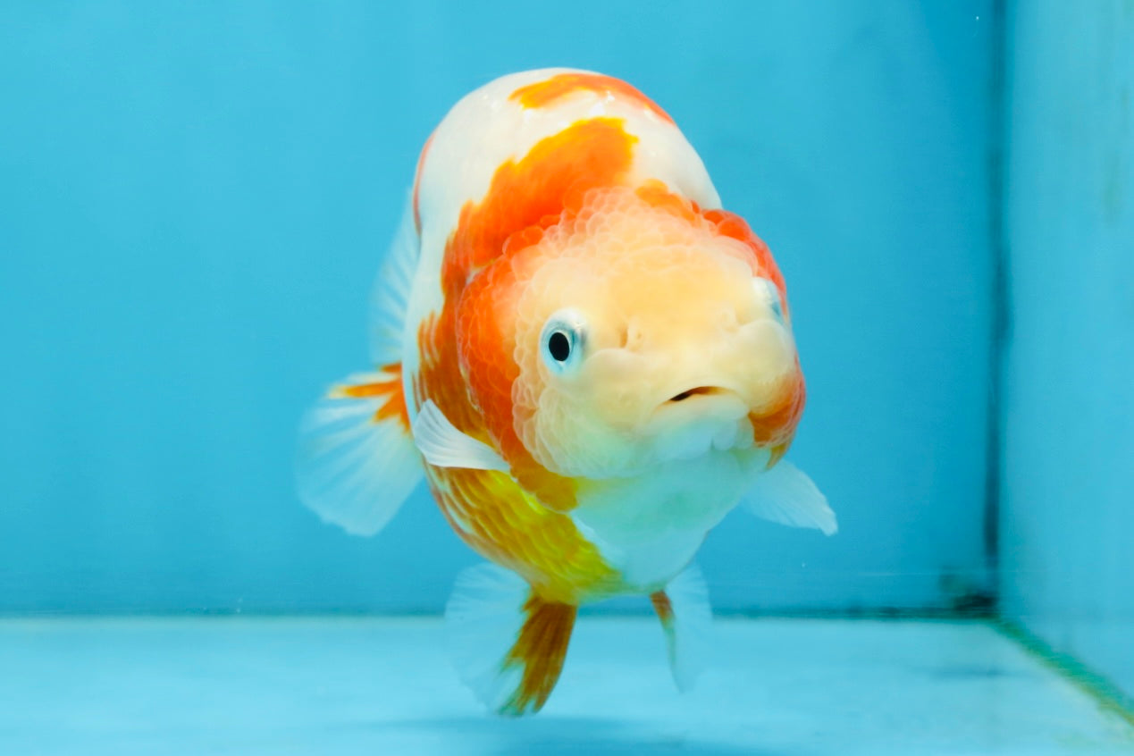 AAA Grade Special Red White Kohaku Chinese Ranchu Male 5 inches #101025RC_20