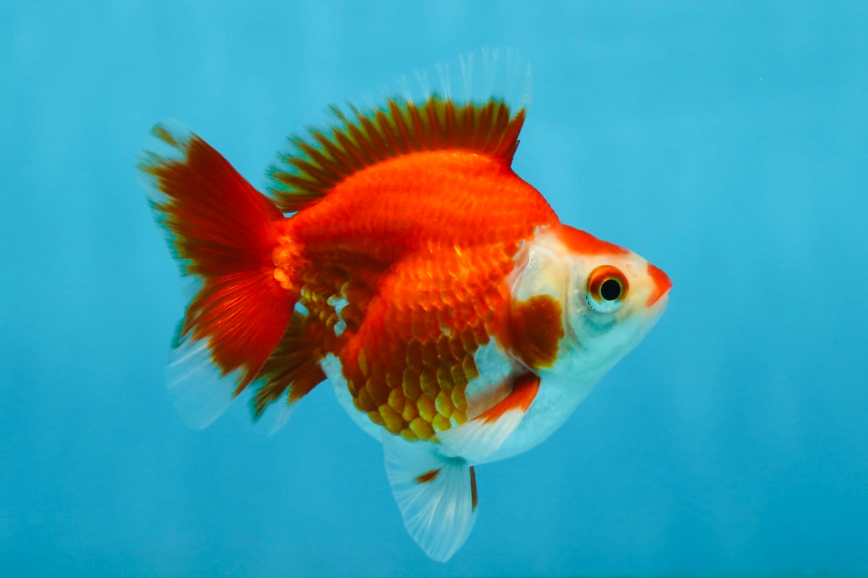 POCKET AAA Grade Small Red White Ryukin Female 3.5-4 inches #082225RK_26