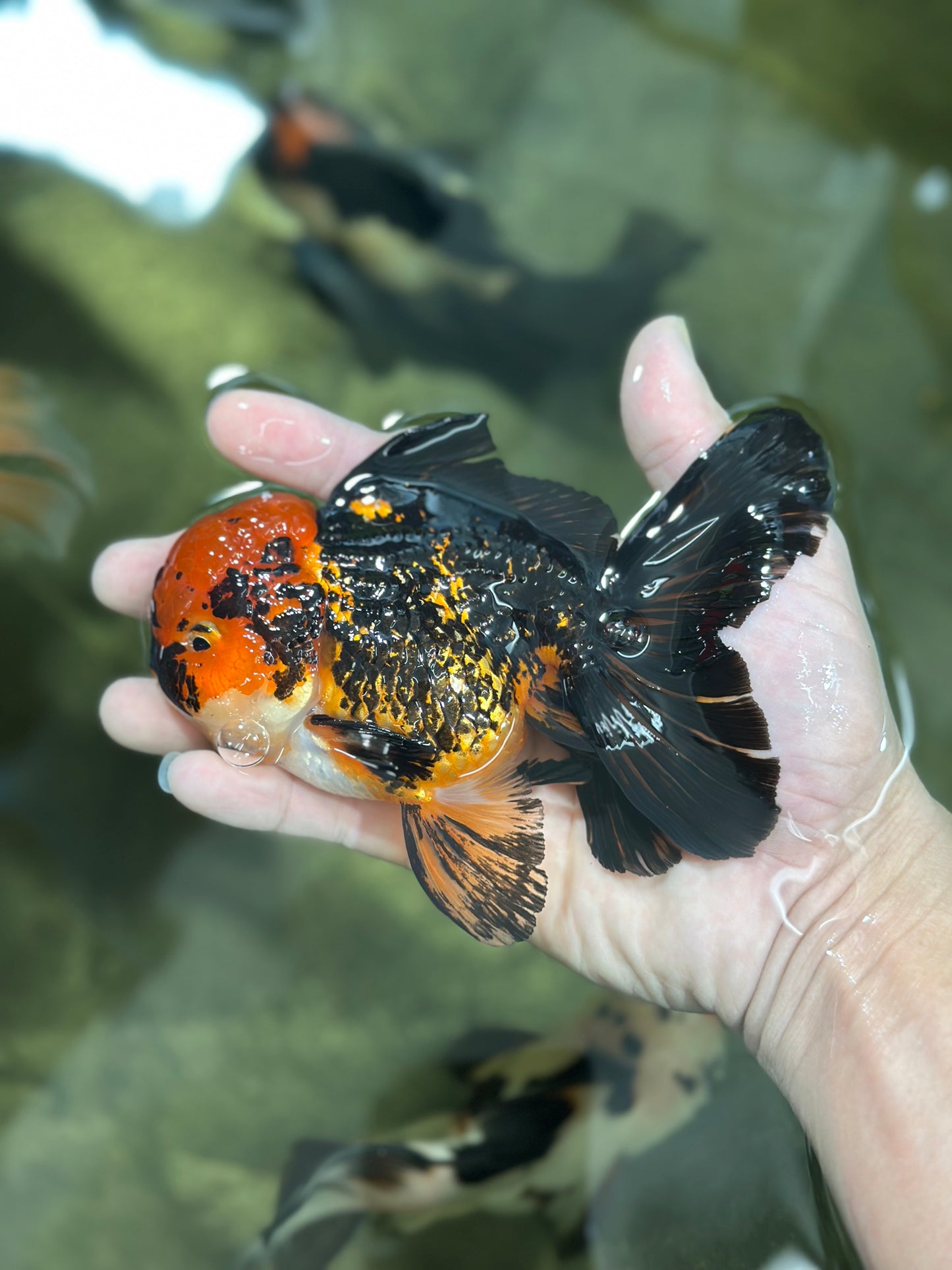 A Grade Stunning Lava Oranda Female 5 inches #010325OR_02