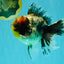 Marble Oranda Male 5.5 inches #080726OR_16