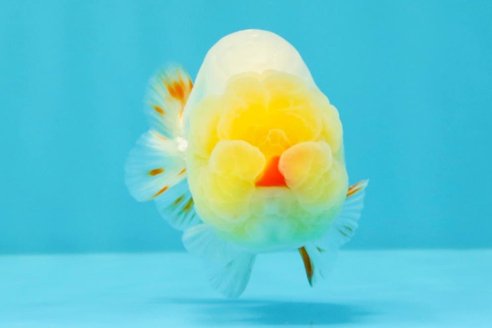 CHICKIE AAA Grade Red White Lipstick LionKing 4-4.5 inches #031326LC_11