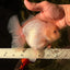 A Grade Snow White Oranda Female 6 inches #030626OR_26