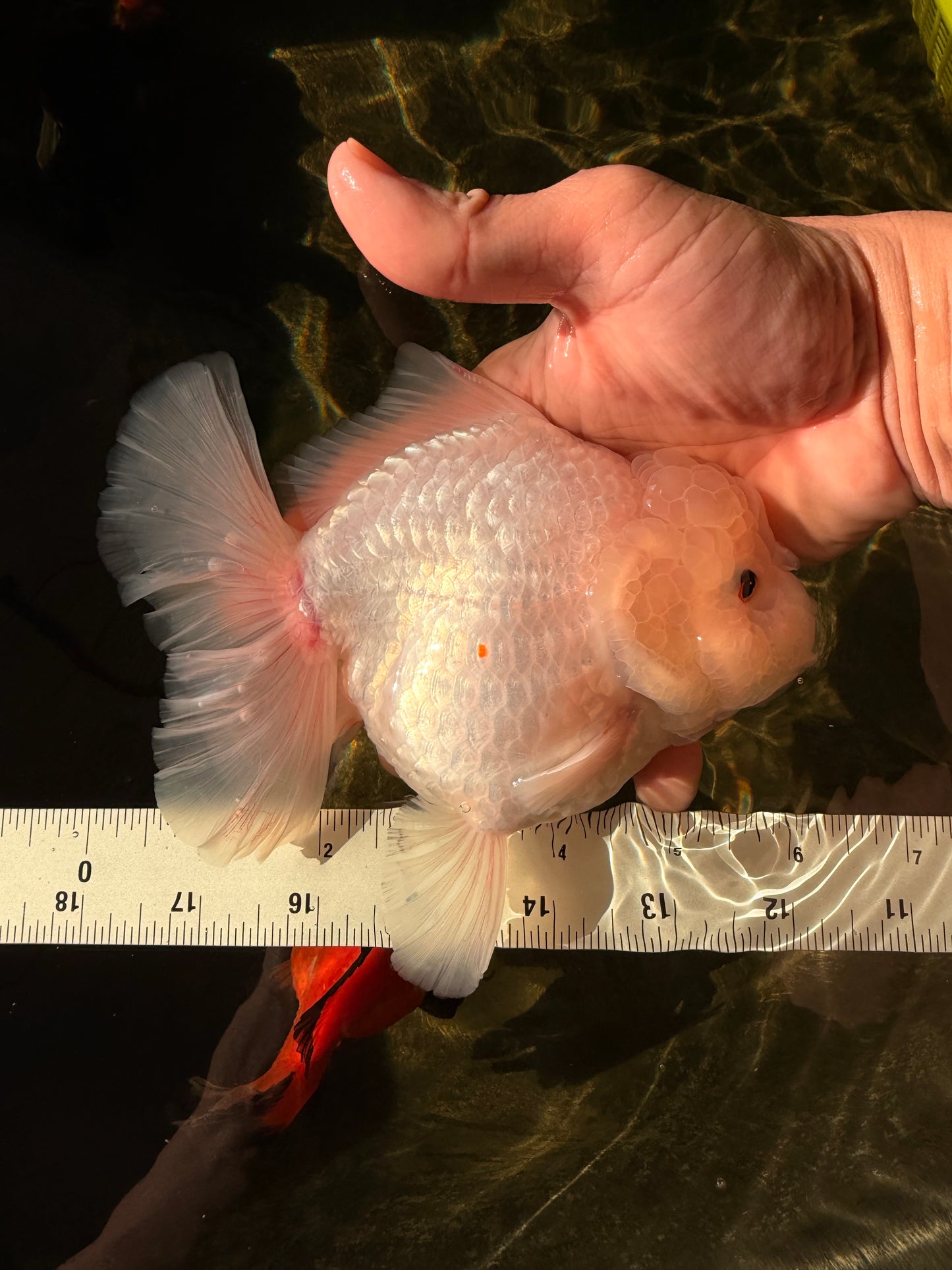 A Grade Snow White Oranda Female 6 inches #030626OR_26