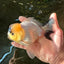 AAA Grade Panda Lemonhead Button Eyes Oranda Male 5.5 inches #110824OR_14