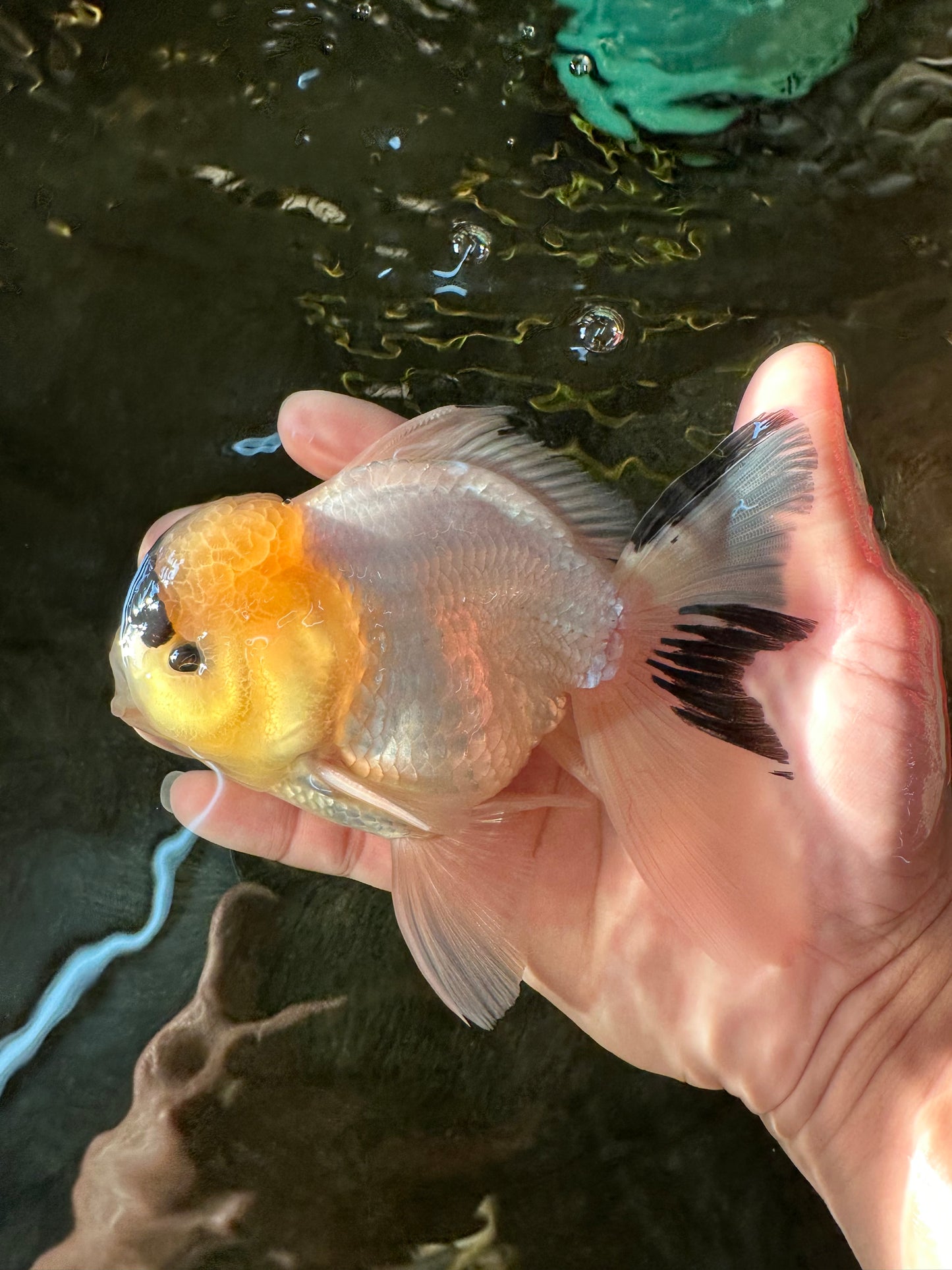 AAA Grade Panda Lemonhead Button Eyes Oranda Male 5.5 inches #110824OR_14