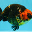 A Grade Jumbo Red Head Calico Chinese Ranchu Female 6.5-7 inches #022726RC_19