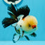 AAA Grade Tricolor Oranda Male 4.5 inches #0927OR_21