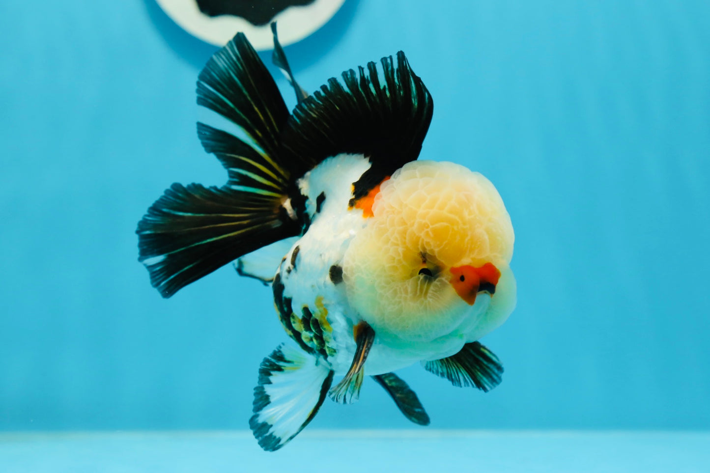 AAA Grade Tricolor Oranda Male 4.5 inches #0927OR_21