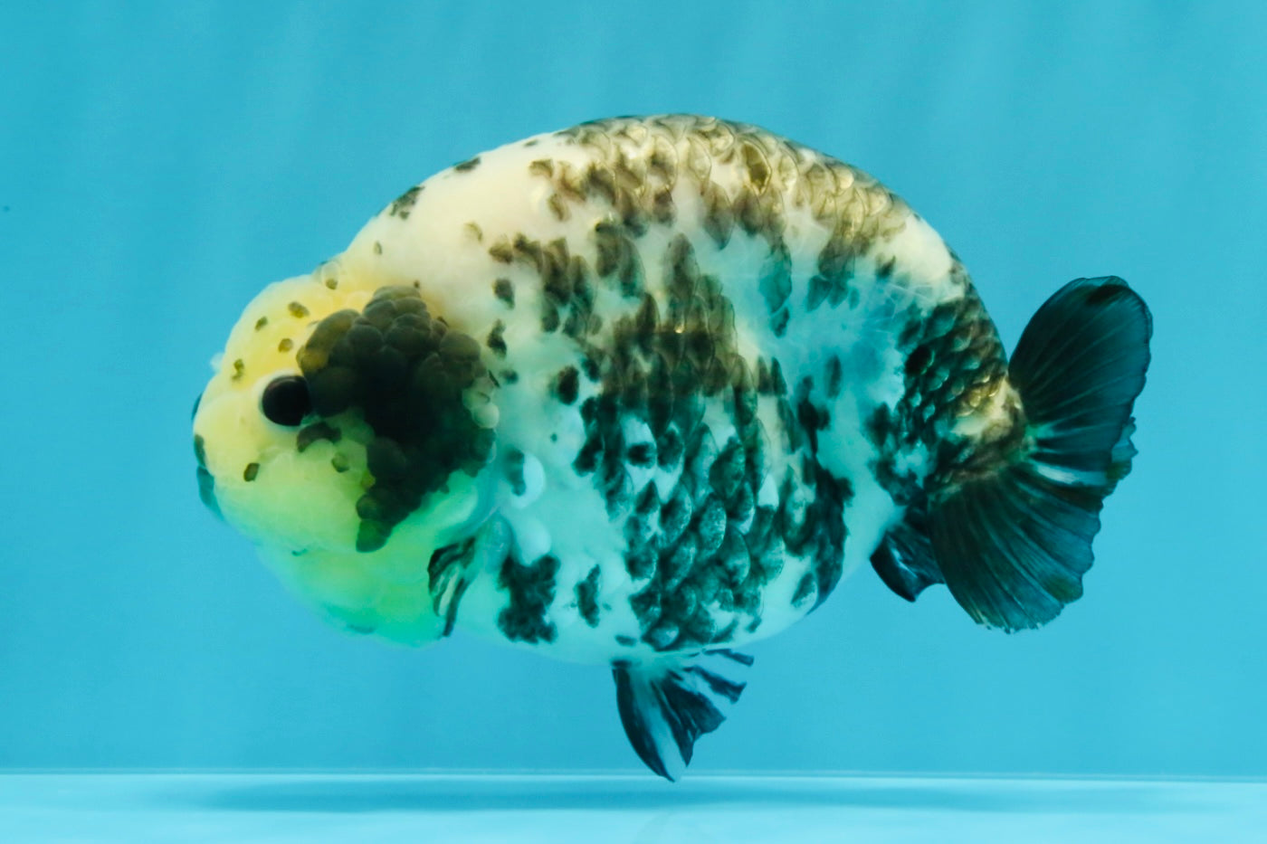 A Grade Cow Chinese Ranchu Female 5-5.5 inches #022726RC_20