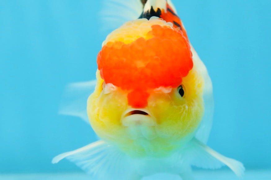 A Grade Chubby Cheeks Tricolor Oranda Female 5.5 inches #081525OR_16