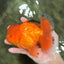 A Grade Orange Juice Oranda Male 5.5-6 inches #040326OR_17