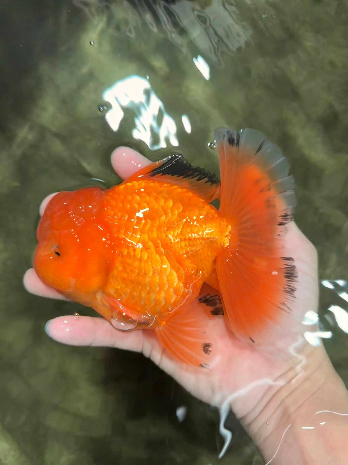 A Grade Orange Juice Oranda Male 5.5-6 inches #040326OR_17