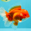 ANGER AAA Grade Red White Oranda Male 6 inches #032026OR_09