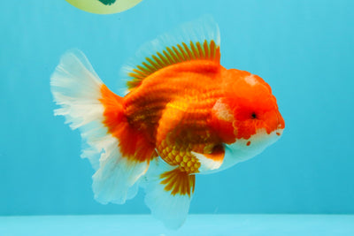 ANGER AAA Grade Red White Oranda Male 6 inches #032026OR_09