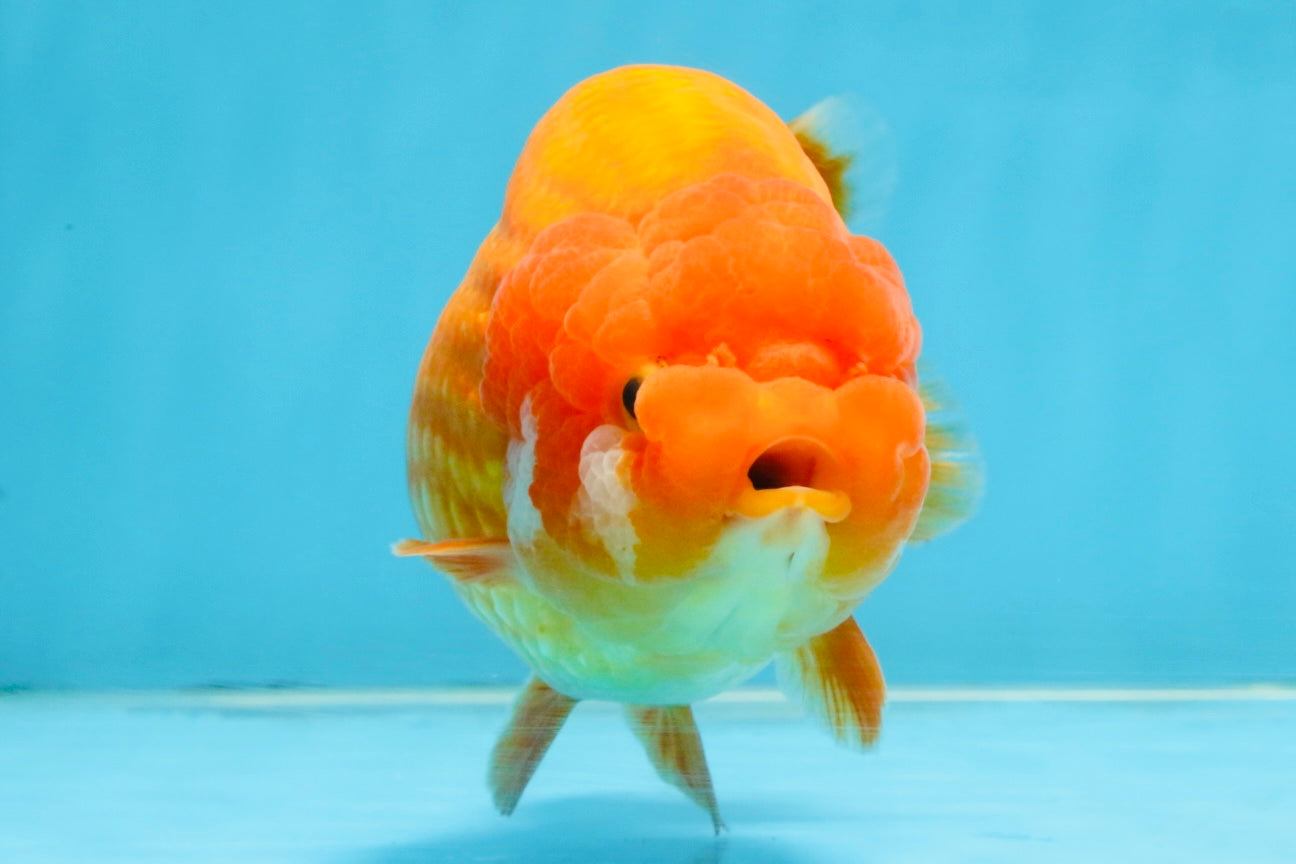 A Grade Red LionQueen 5.5-6 inches #112125LC_04