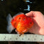 PUMPKIN A Grade  Sakura Yuanbao Male 4.5 inches #101725YB_29