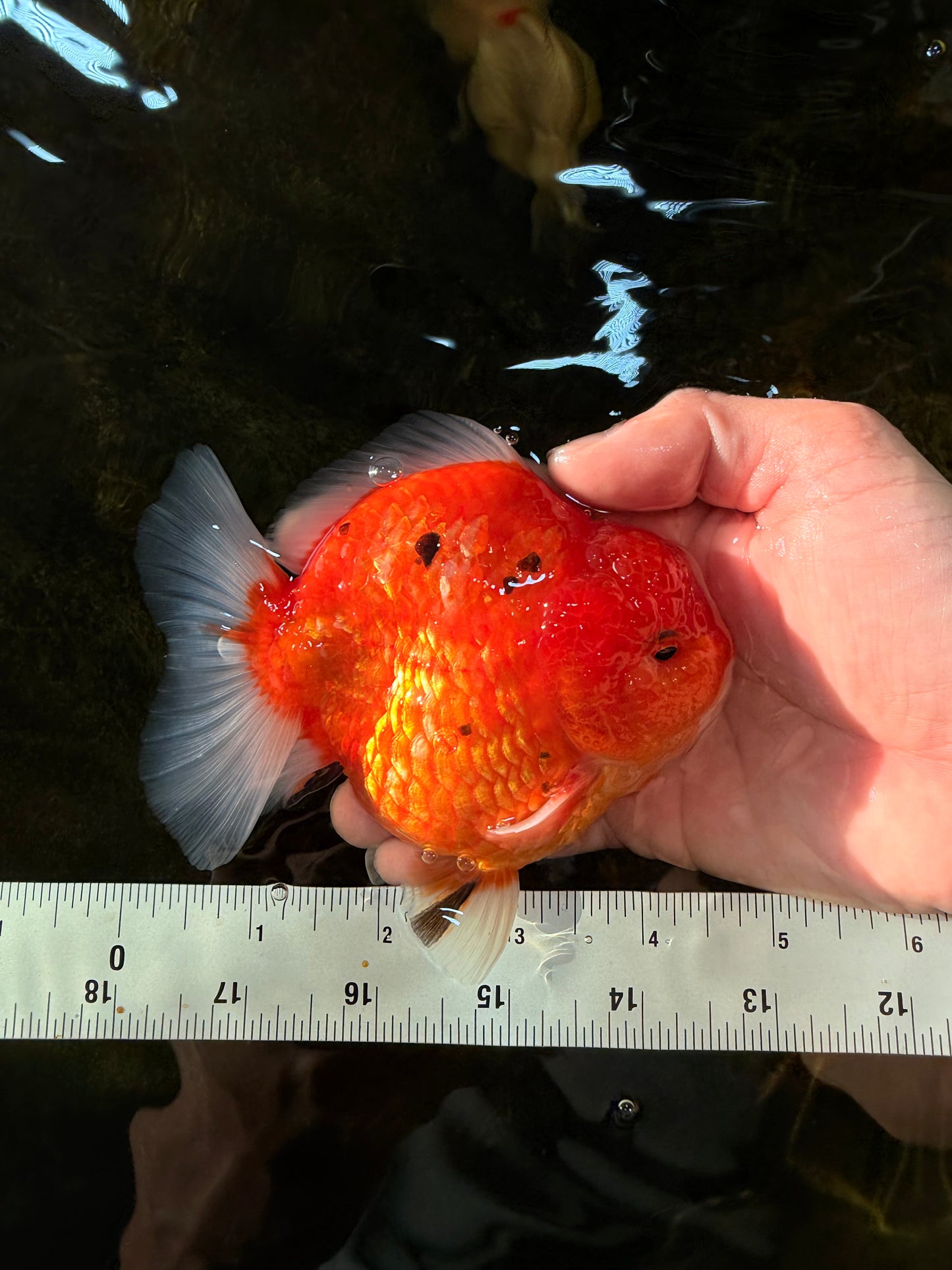 PUMPKIN A Grade  Sakura Yuanbao Male 4.5 inches #101725YB_29