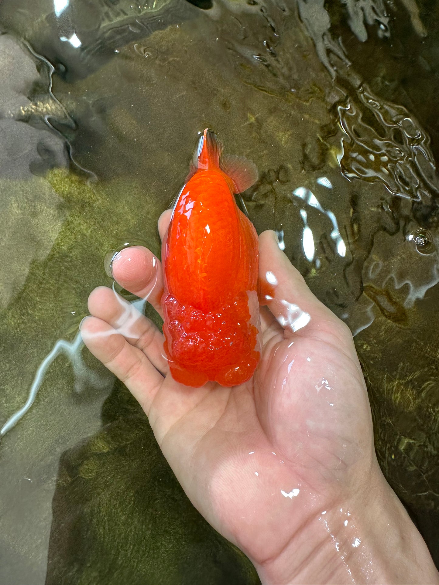 SUPER NUGGET A Grade Chubby Belly Red White LionQueen 4-4.5 inches #062025LC_11