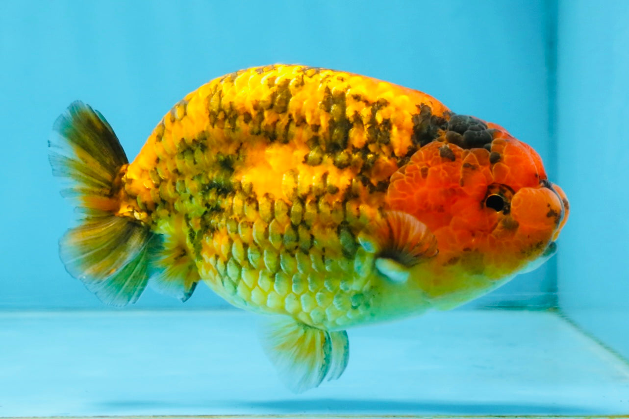 CHUBBY A Grade Tiger LionKing 4.5 inches #112825LC_12