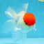 A Grade Super Cute Red Cap Oranda Male 4.5-5 inches #053025OR_22