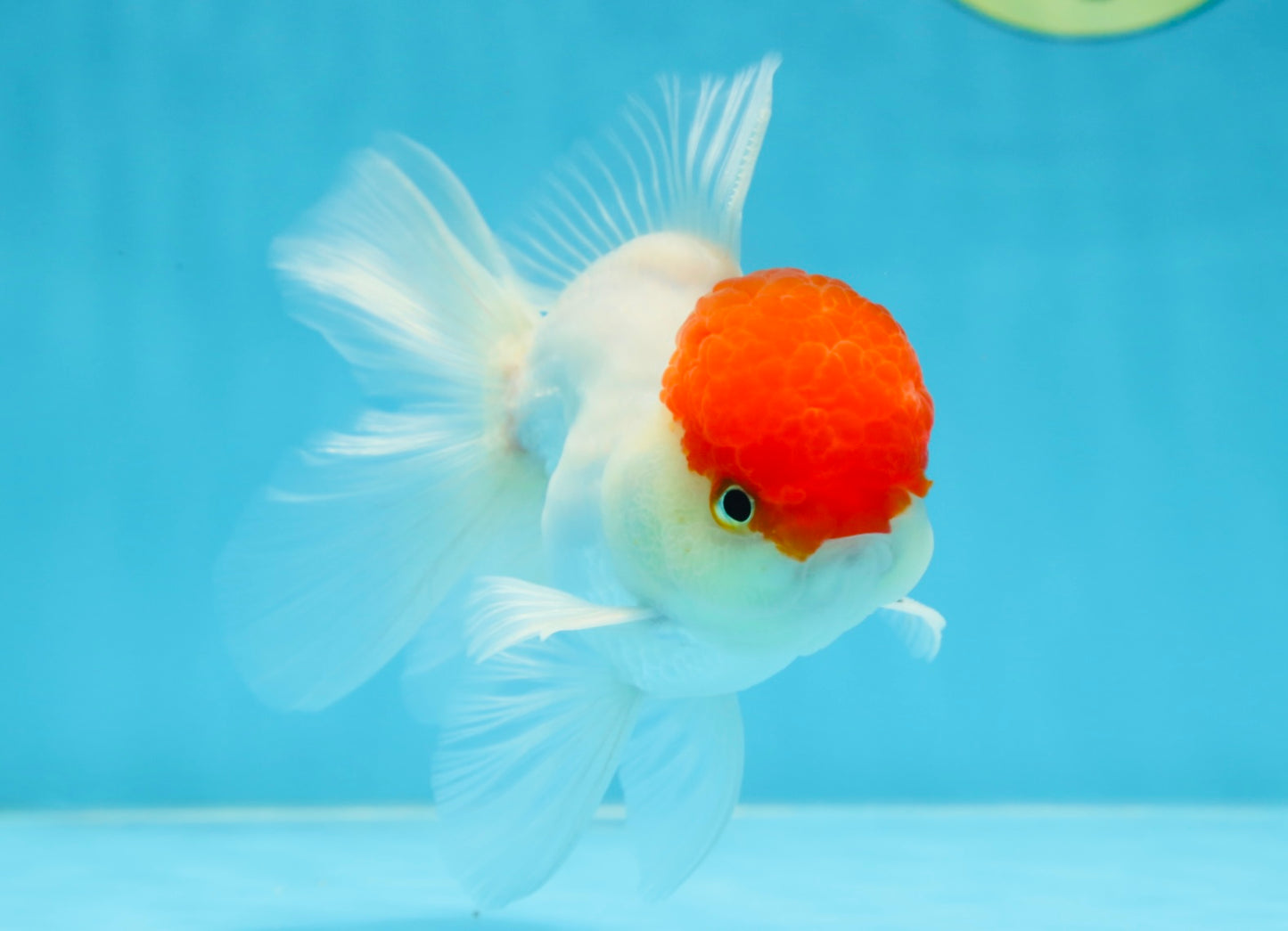 A Grade Super Cute Red Cap Oranda Male 4.5-5 inches #053025OR_22