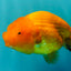 Red Lionchu Female 4.5-5 Inches #100226LC_17