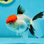 A Grade Red Cap Tricolor Oranda Male 4.5 inches #120624OR_02