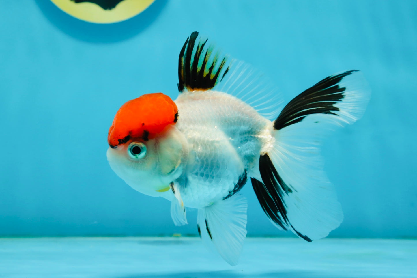 A Grade Red Cap Tricolor Oranda Male 4.5 inches #120624OR_02