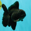 A Grade Black Oranda Male 5-5.5 inches #101626OR_02