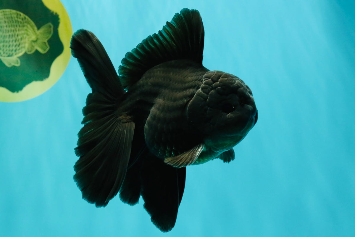 A Grade Black Oranda Male 5-5.5 inches #101626OR_02