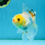 Little Chicken Lemonhead Oranda Male 4.5 inches #011725OR_03