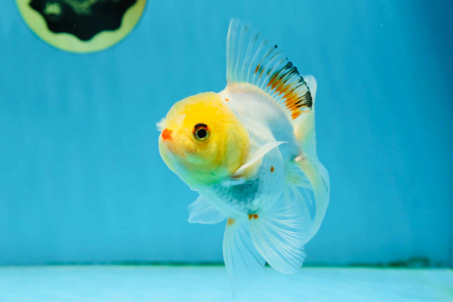 Little Chicken Lemonhead Oranda Male 4.5 inches #011725OR_03