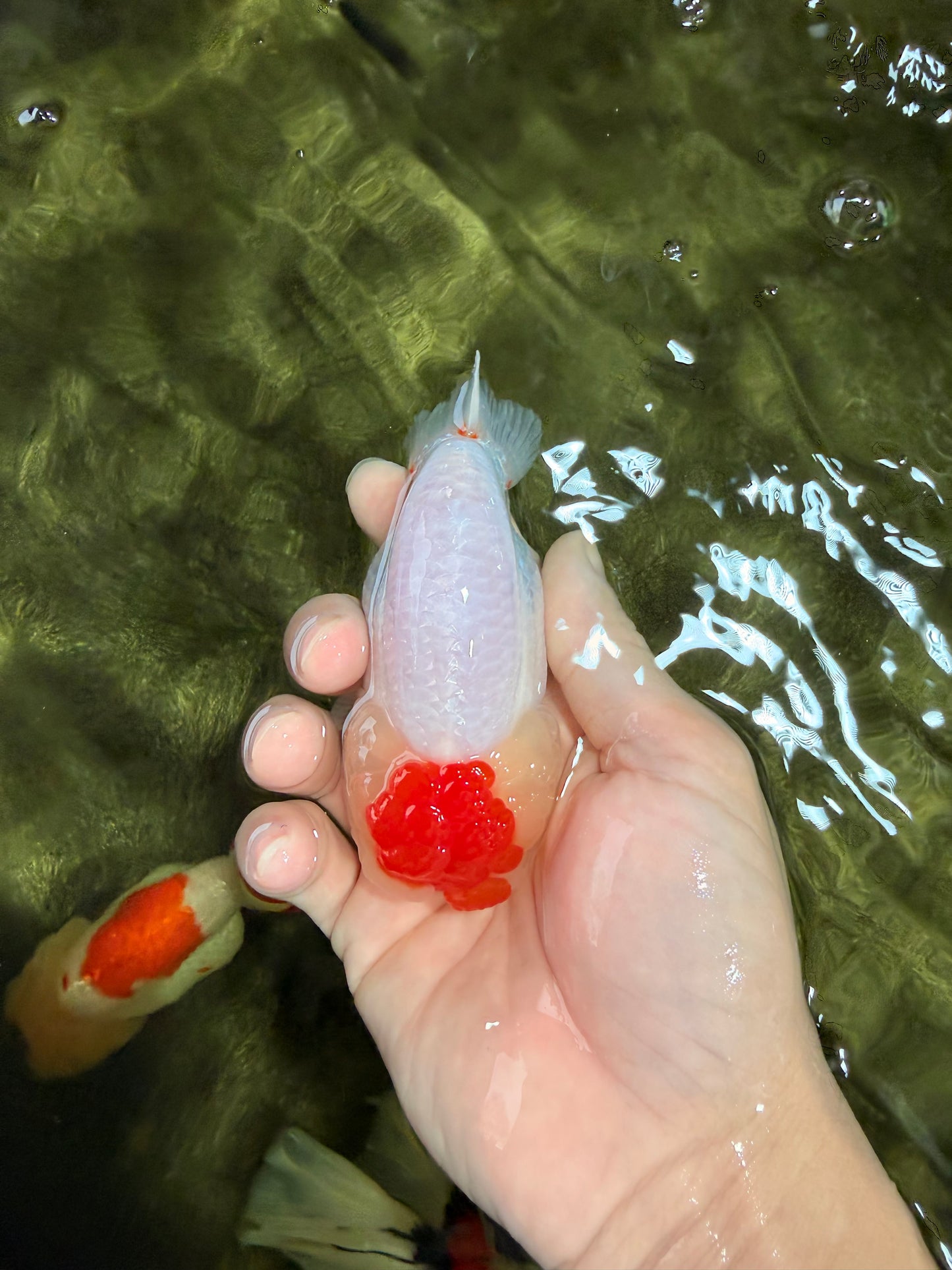 A Grade Tancho Red White LionQueen 4-4.5 inches #031326LC_08