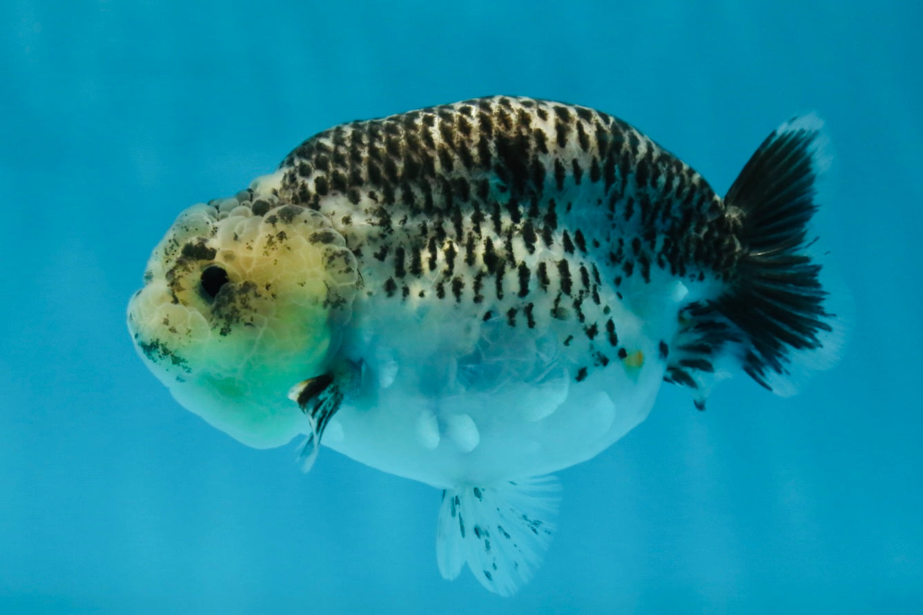 A Grade Kirin Polkadot LionQueen 4-4.5 inches #053025LC_05