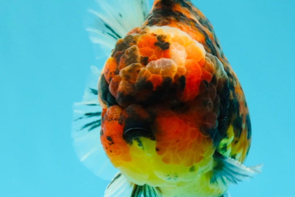 AAA Grade Godzilla Tiger Yuanbao Male 5.5-6 inches #031326YB_19