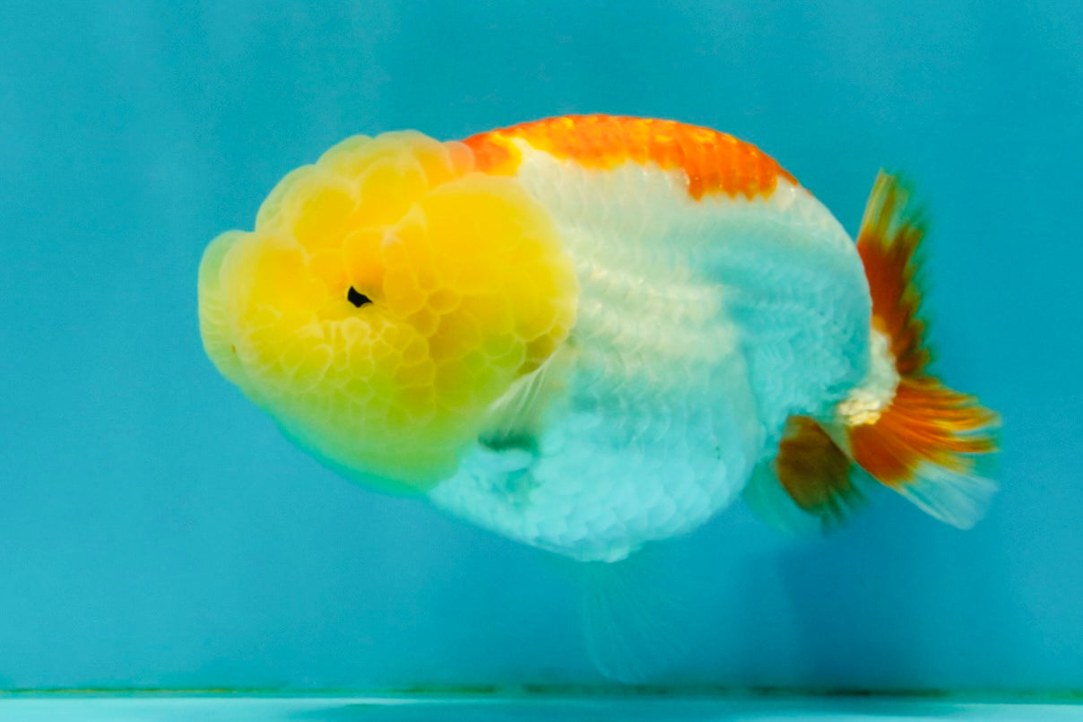 SUPER CUTE A Grade Red White LionQueen Female 4-4.5 inches #042426LC_16