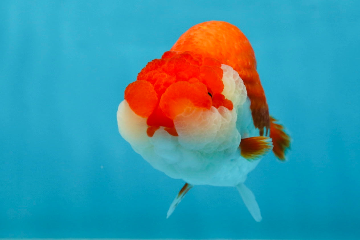 A Grade Red White LionQueen 4.5-5 inches #052325LC_20