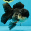 Chubby Cheeks Panda Oranda Male 5 inches #050225OR_06