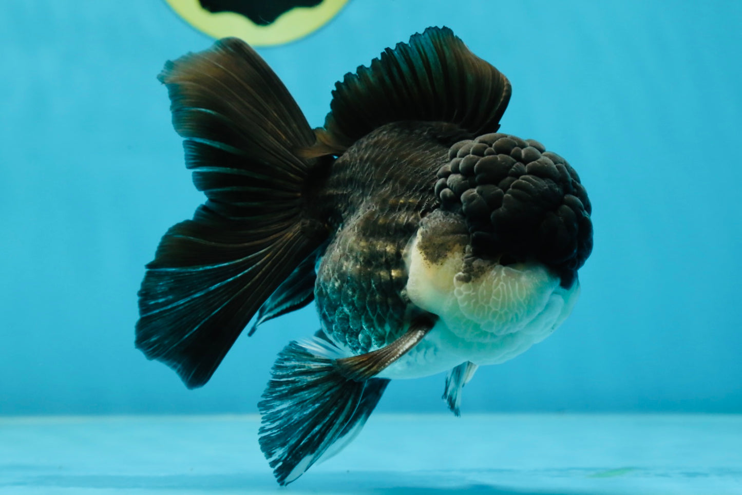 Chubby Cheeks Panda Oranda Male 5 inches #050225OR_06