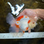 AAA Grade ADORABLE Sakura Oranda Male 6-6.5 inches #091925OR_14