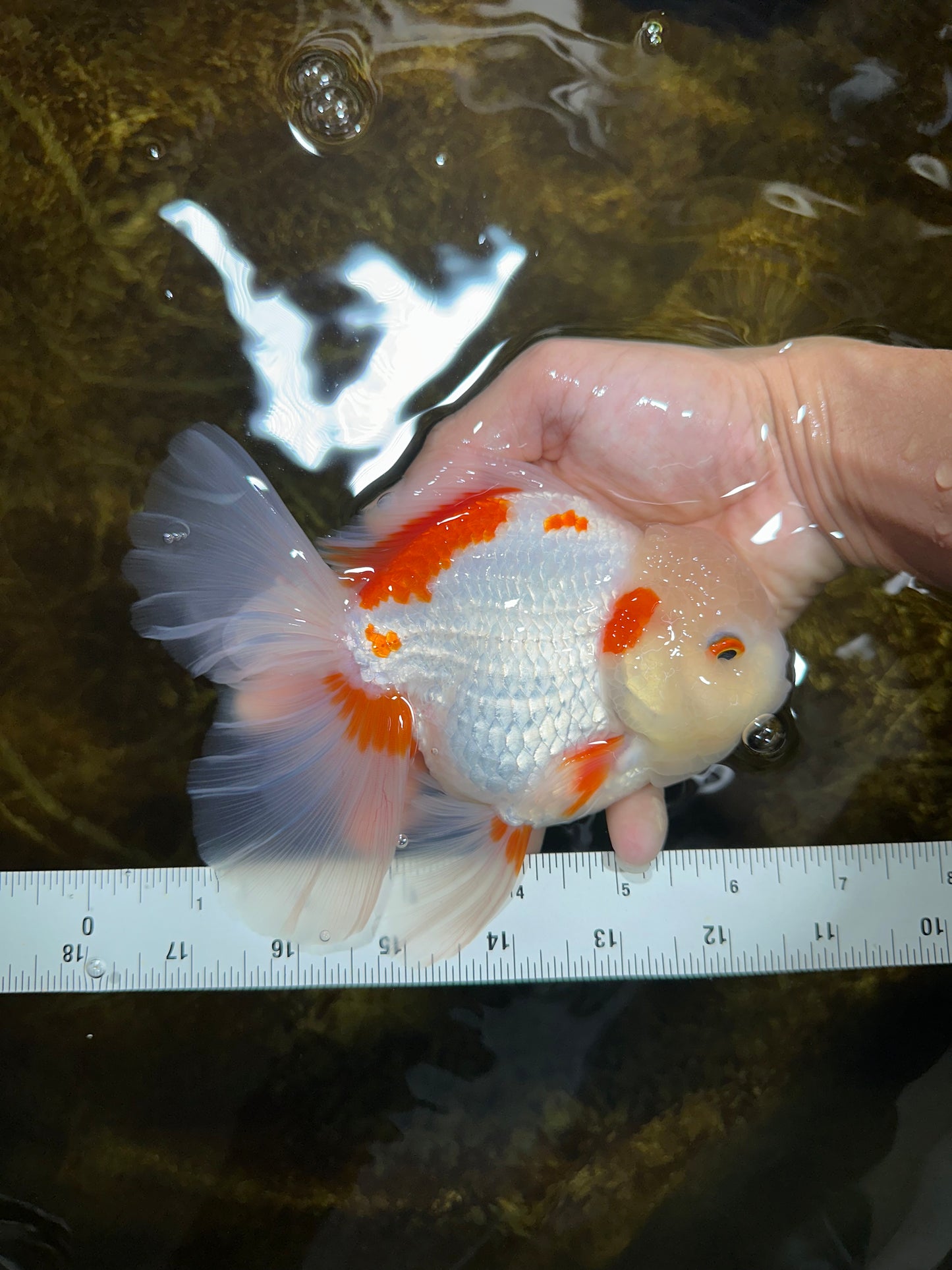 AAA Grade ADORABLE Sakura Oranda Male 6-6.5 inches #091925OR_14