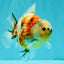 A Grade Sanke Oranda Male 4.5-5 inches #082126OR_25