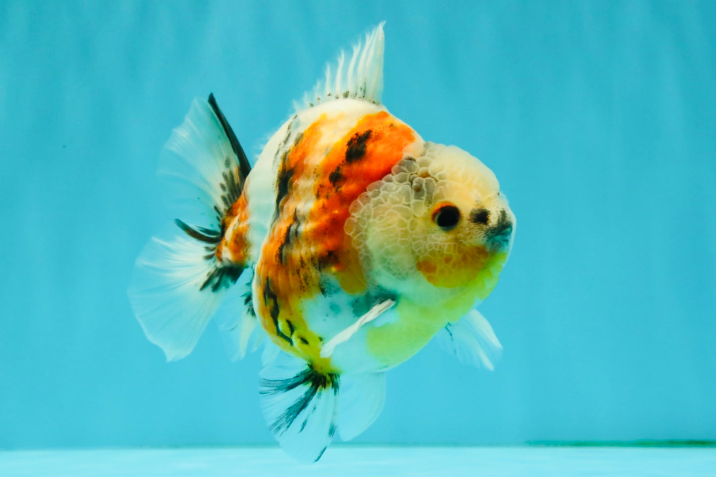 A Grade Sanke Oranda Male 4.5-5 inches #082126OR_25