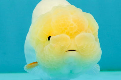 A Grade Red White LionQueen Female 4.5 inches #042426LC_17