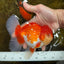 A Grade Red White Oranda Male 5.5-6 inches #080825OR_17